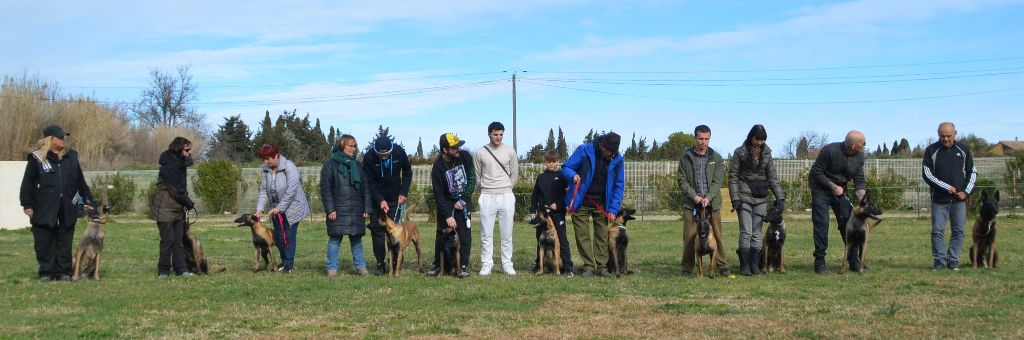 des vignes du Roussillon - chiots à 6 mois