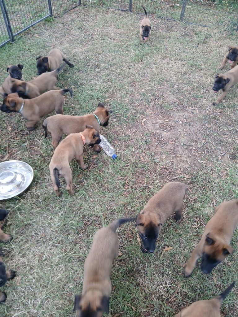 chiot Berger Belge des vignes du Roussillon