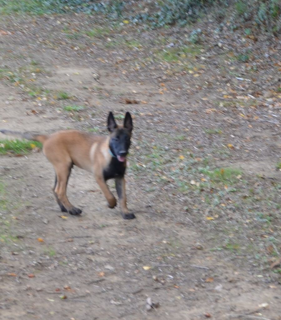 des vignes du Roussillon - Chiot disponible  - Berger Belge