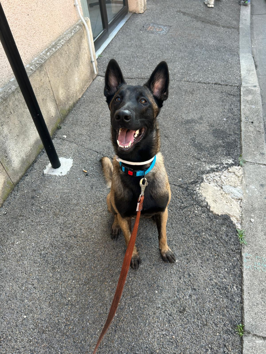 Vulcain des vignes du Roussillon