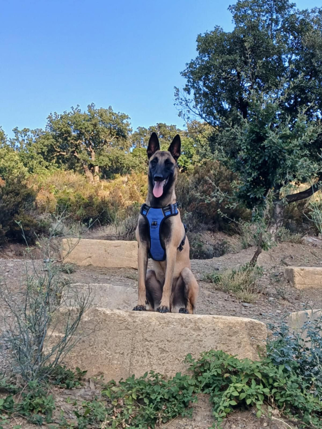 Vénus des vignes du Roussillon