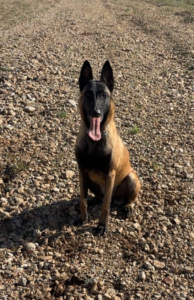 Vayanna dit vanya des vignes du Roussillon