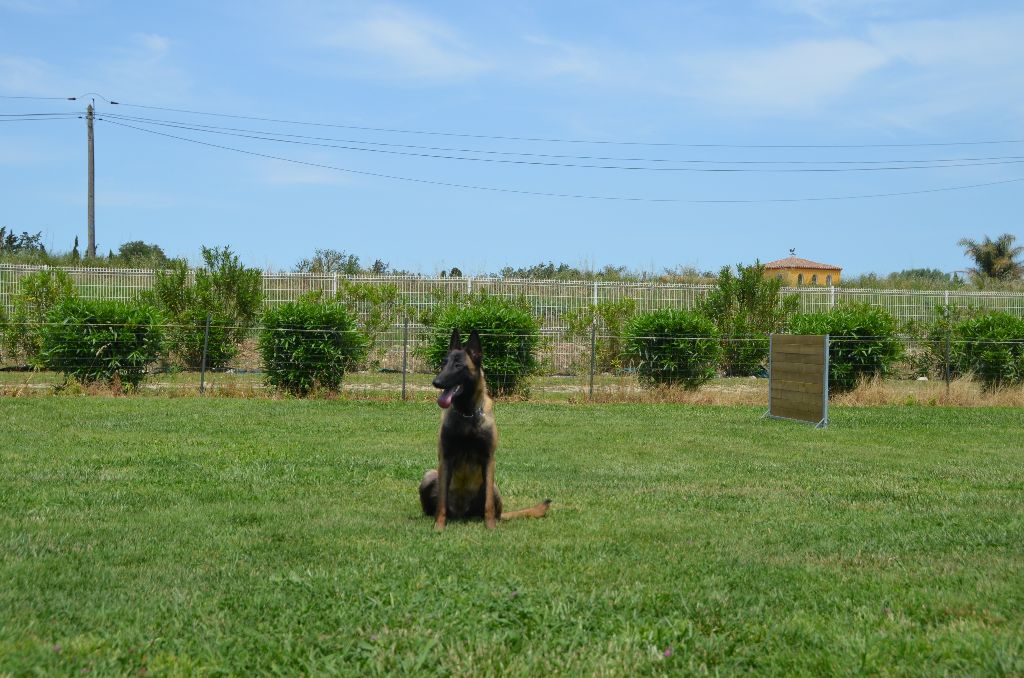 Vayanna dit vanya des vignes du Roussillon