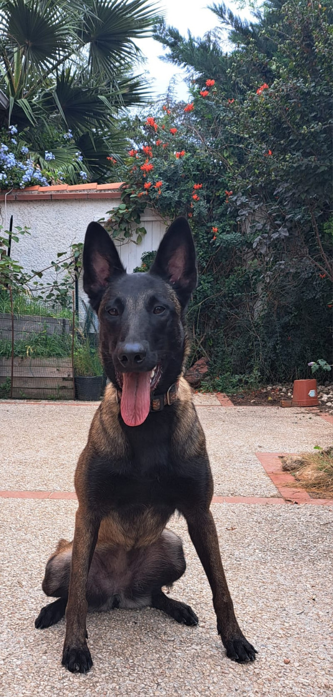 Vinka des vignes du Roussillon