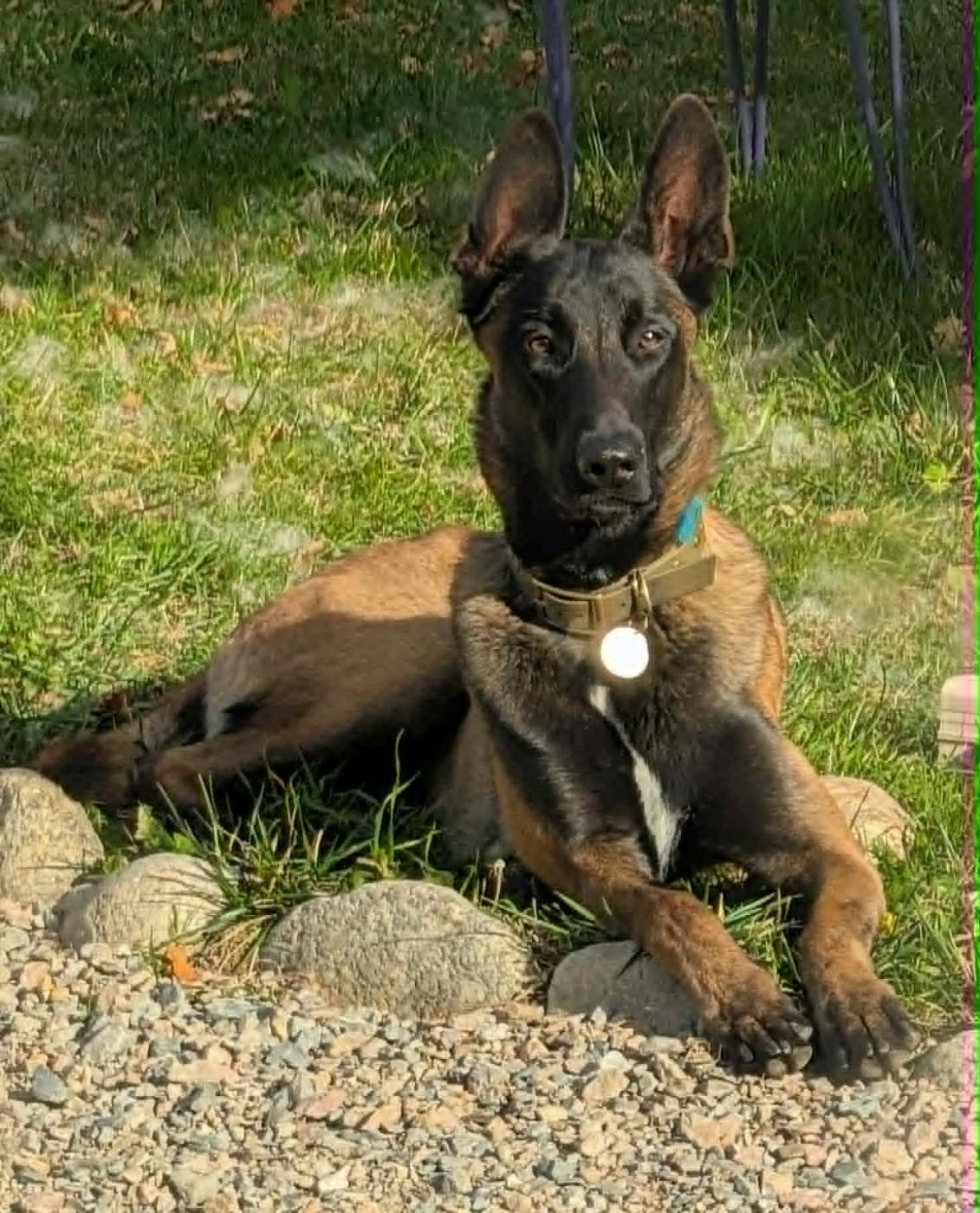 Vad des vignes du Roussillon