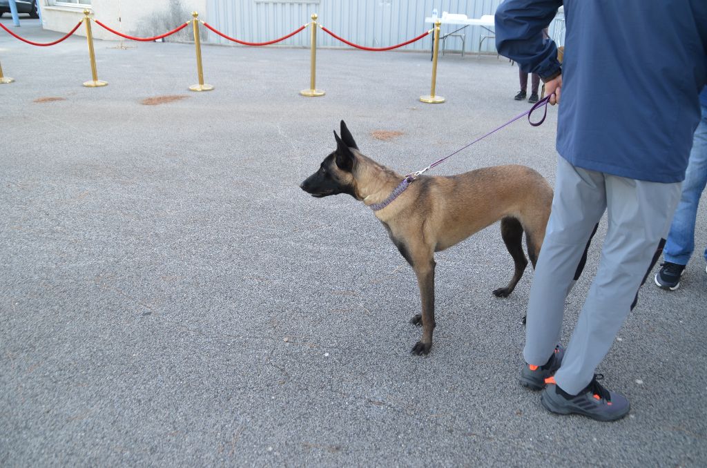 Vito des vignes du Roussillon