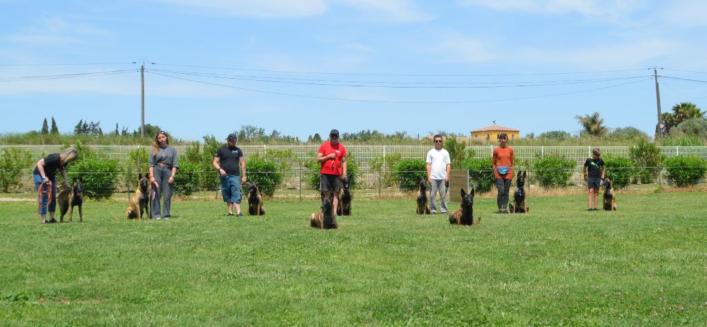Les 9 mois des chiots