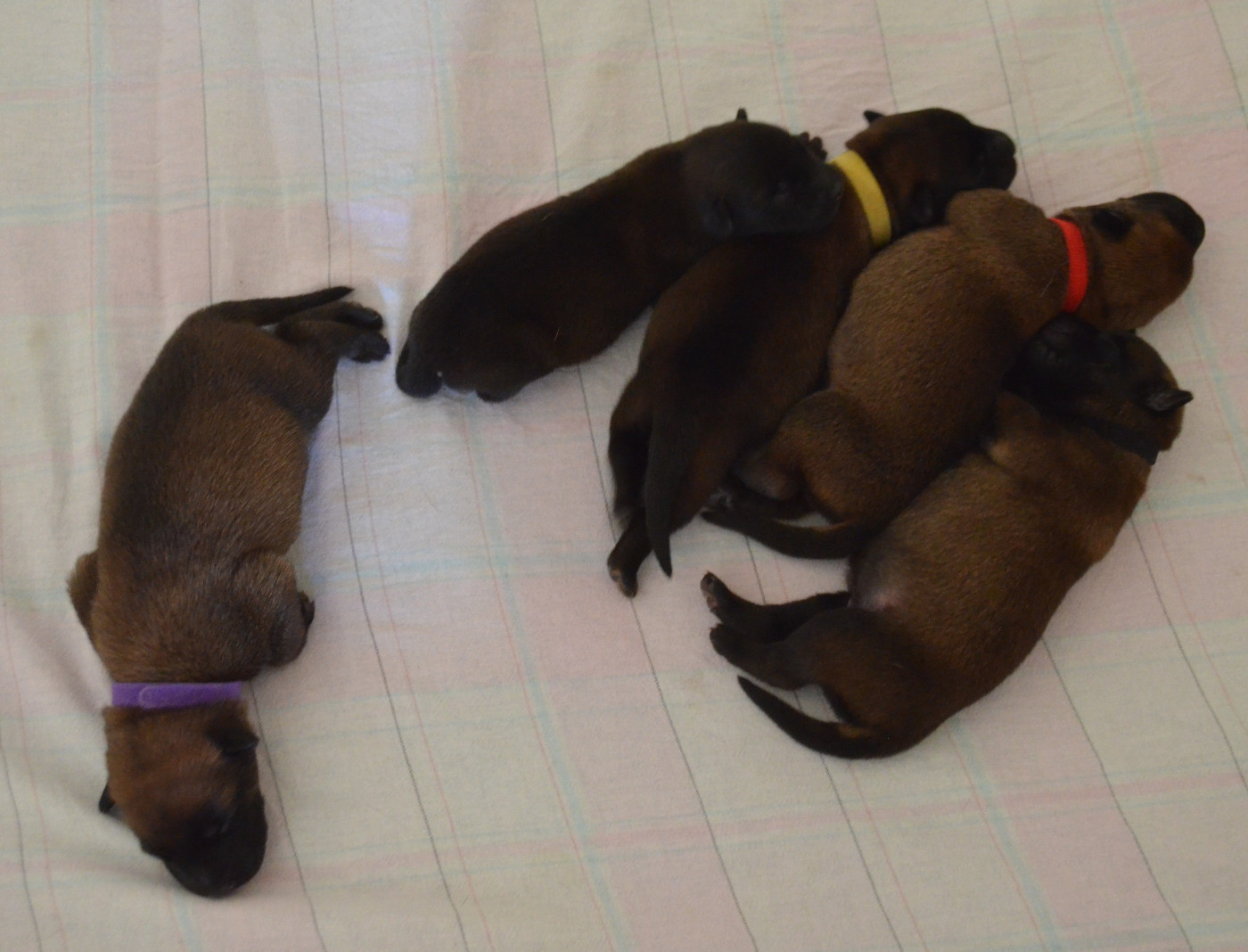 Chiots